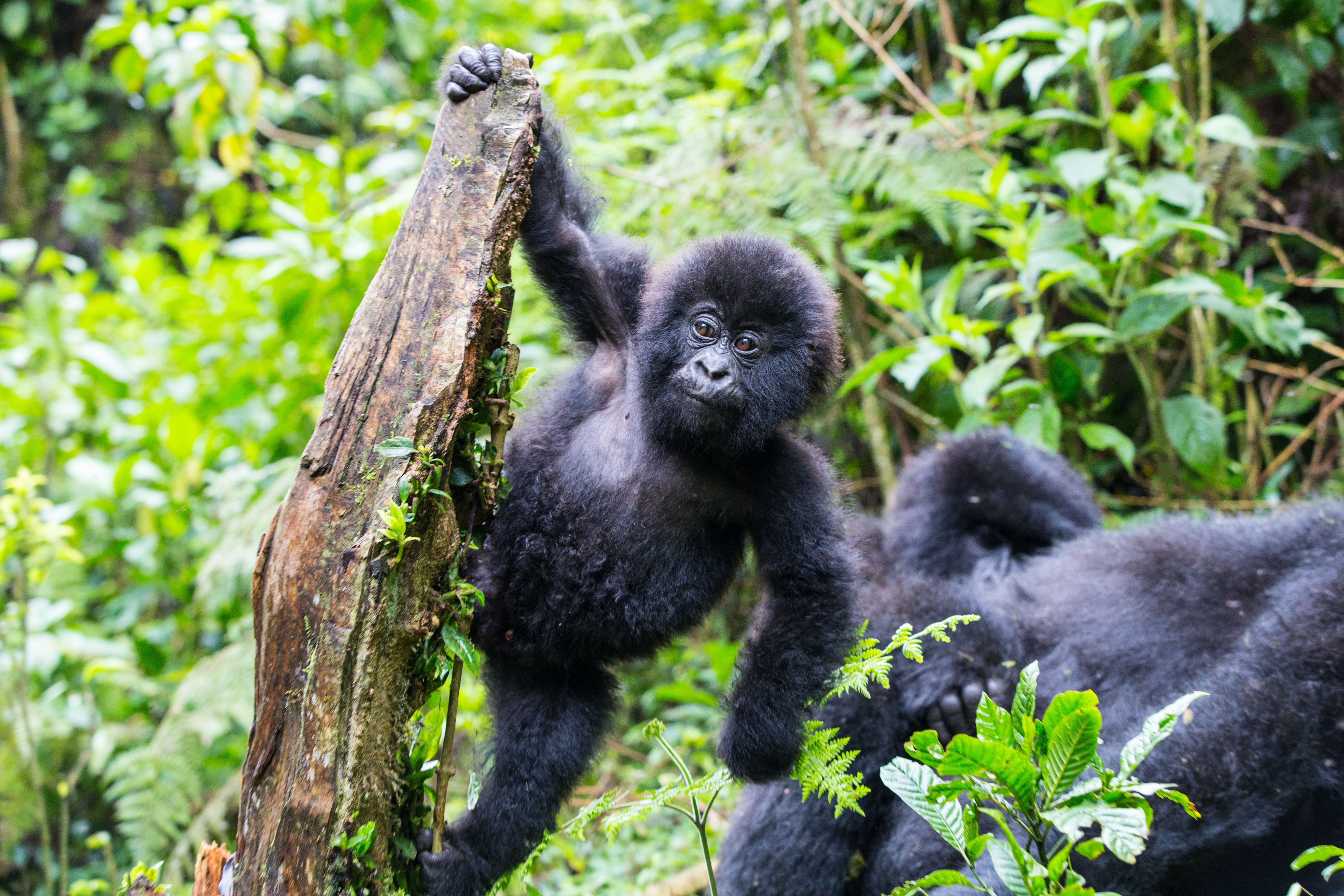 Trek the Gorilla Adventure in Uganda
