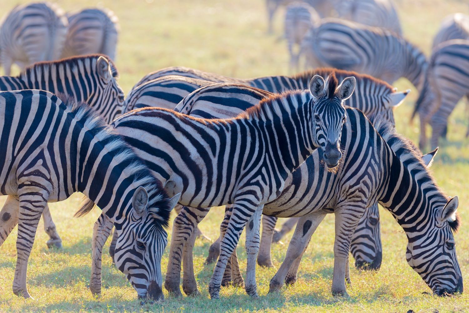 zebras-resized