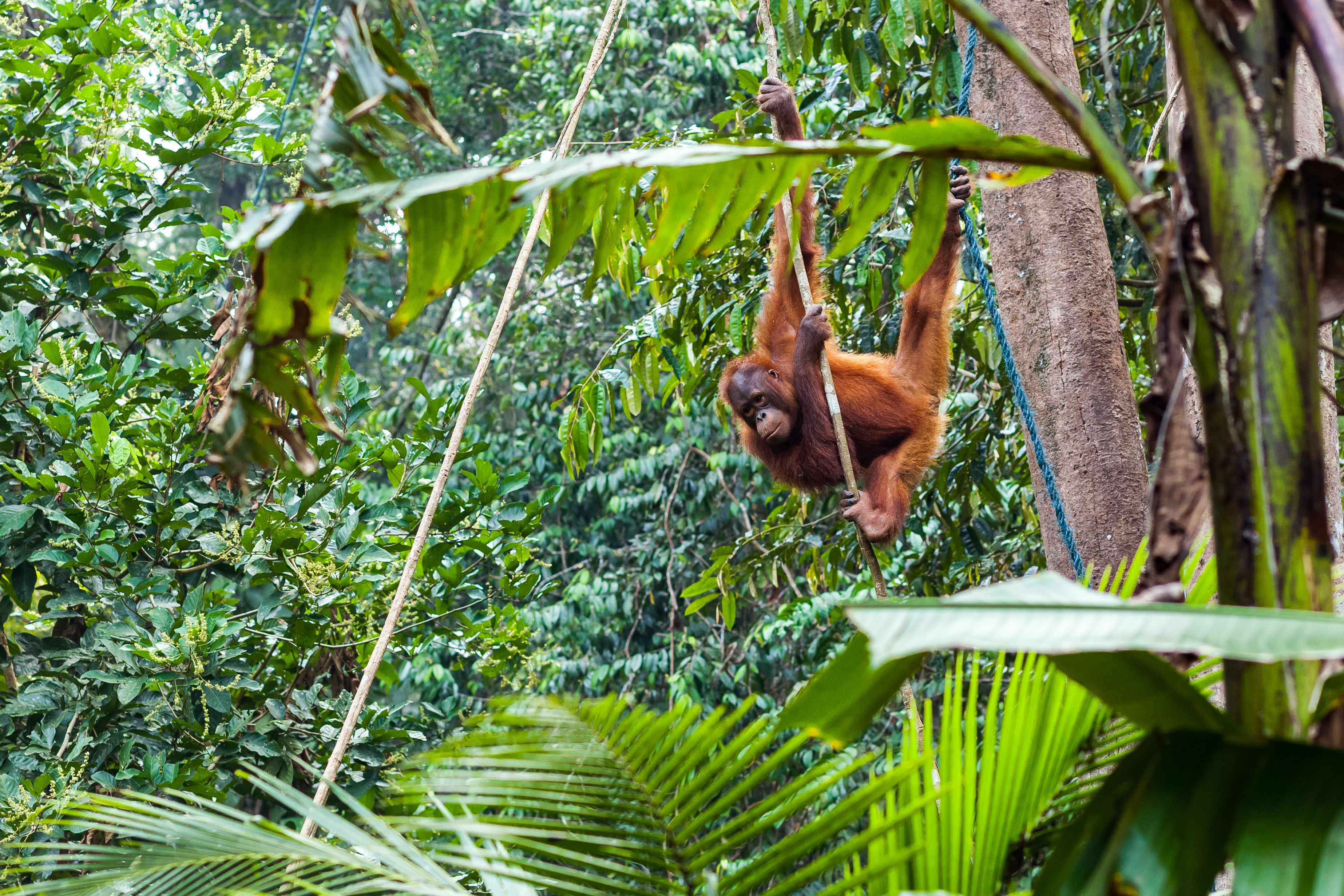 Trek Borneo